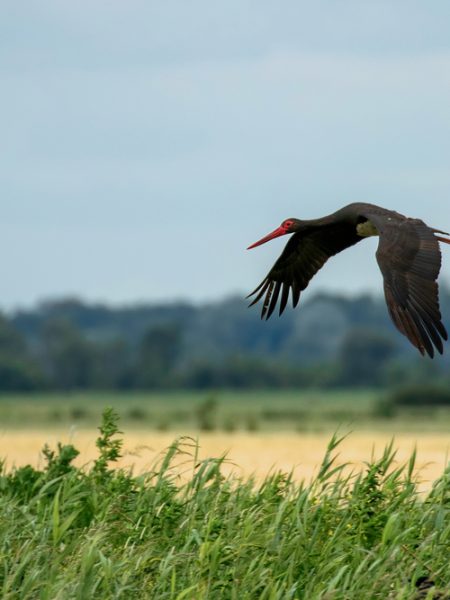 Avistamiento de aves en Zamora