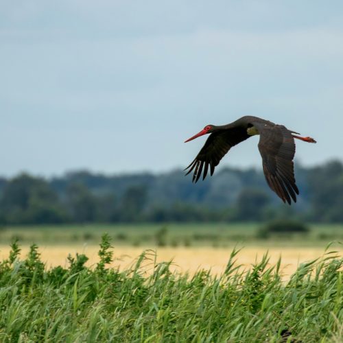 Avistamiento de aves en Zamora