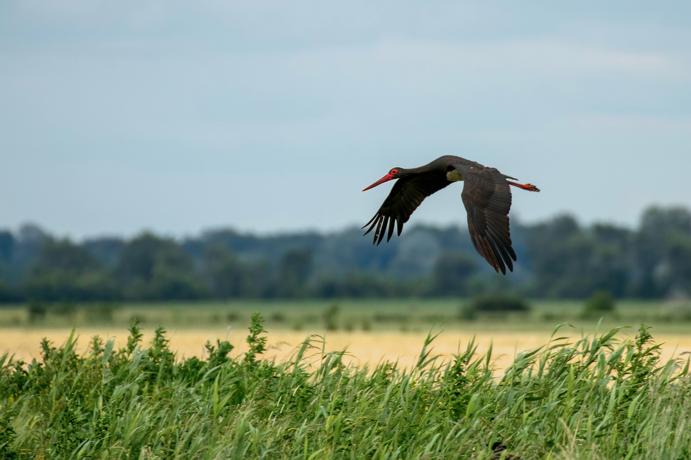 Vive un fin de semana de avistamiento de aves en los Arribes